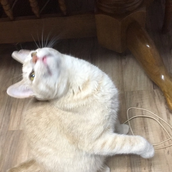 ( 70 ) Bejeweled Rhinestone Purse - Picture 5 of 5